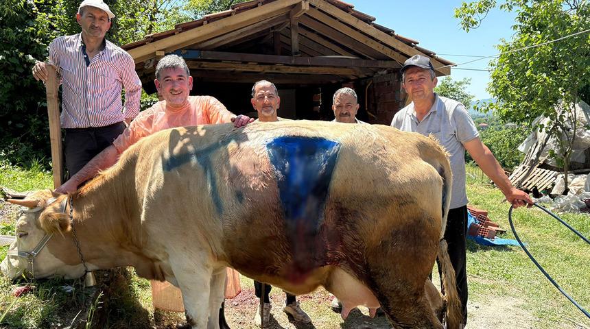 Yüz binde bir yaşanıyor! Sahibi neye uğradığını şaşırdı: İnek çift başlı buzağı doğurdu