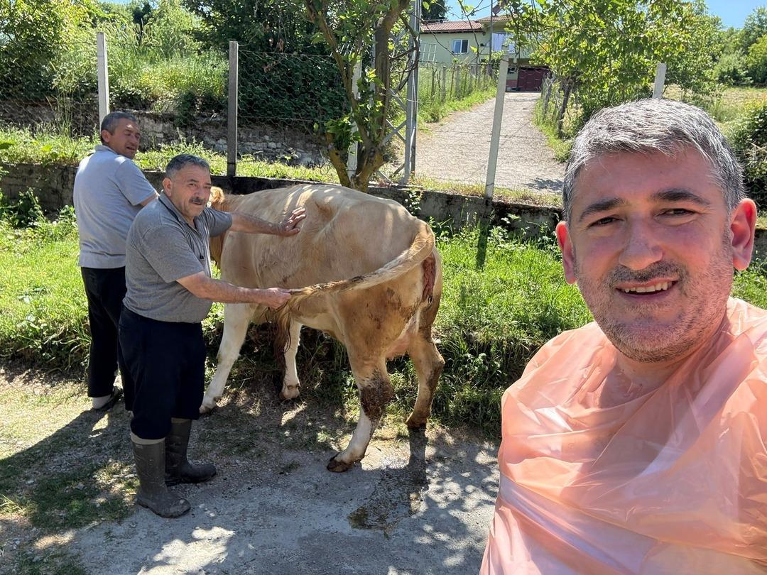 Yüz binde bir yaşanıyor! Sahibi neye uğradığını şaşırdı: İnek çift başlı buzağı doğurdu 1