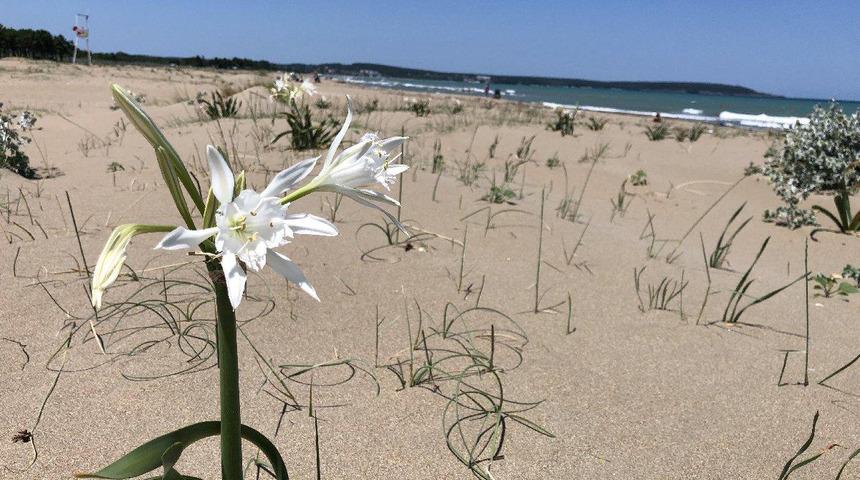 Nesli tükenmek üzere olan kum zambaklarını koparmanın cezası 387 bin TL