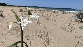 Nesli tükenmek üzere olan kum zambaklarını koparmanın cezası 387 bin TL