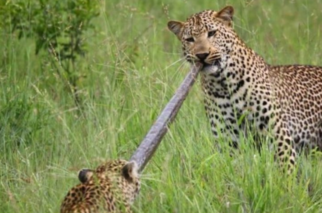 2 metrelik pitonla leopar karşılaşınca..