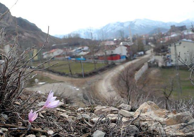 Kar çiçekleri erken açtı