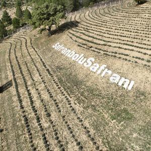 Safranbolu'nun mirası: Safran... İlçeye dev yatırım! "Amacımız safranı uluslararası pazarda tanıtmak"
