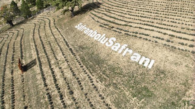 Safranbolu'nun mirası: Safran... İlçeye dev yatırım! Amacımız safranı uluslararası pazarda tanıtmak
