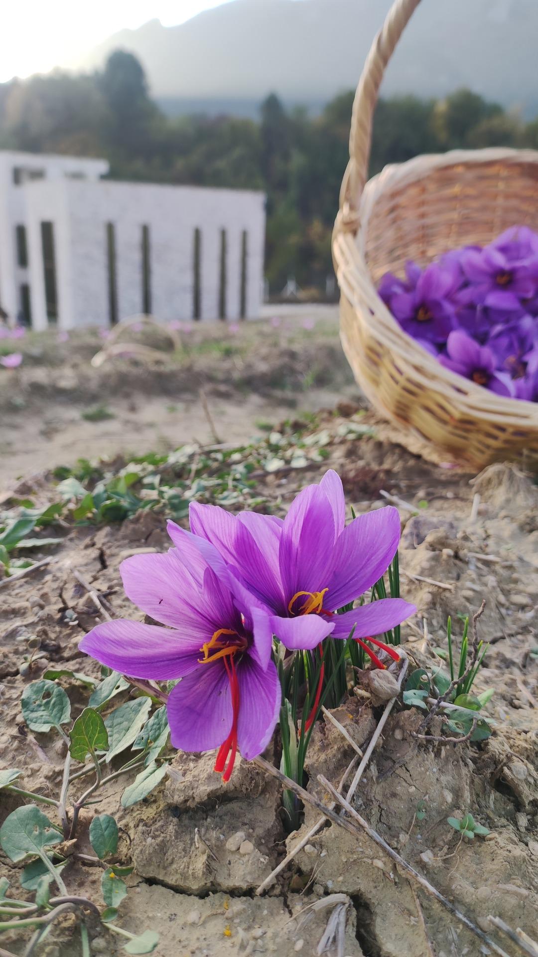 Safranbolu nun mirası: Safran... İlçeye dev yatırım! "Amacımız safranı uluslararası pazarda tanıtmak" 1