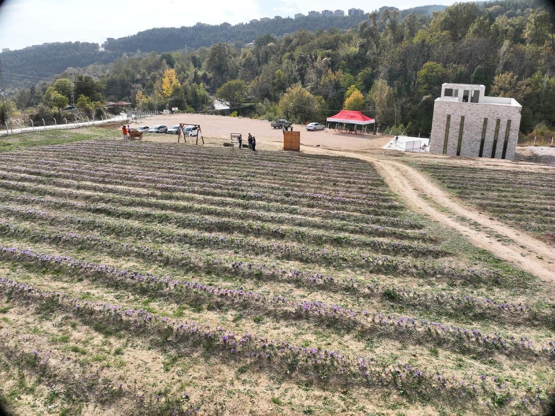 Safranbolu nun mirası: Safran... İlçeye dev yatırım! "Amacımız safranı uluslararası pazarda tanıtmak" 3