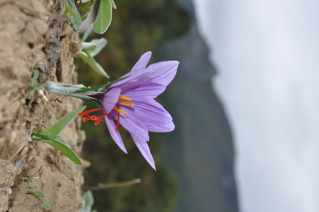 Safranbolu nun mirası: Safran... İlçeye dev yatırım! "Amacımız safranı uluslararası pazarda tanıtmak" 6