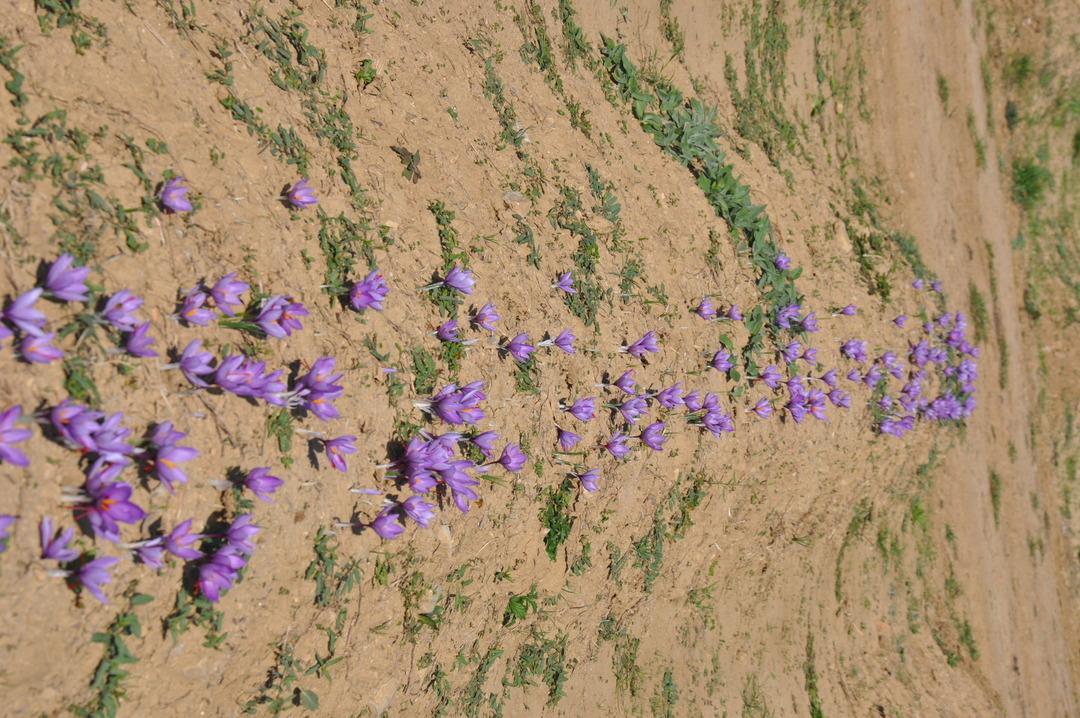 Safranbolu nun mirası: Safran... İlçeye dev yatırım! "Amacımız safranı uluslararası pazarda tanıtmak" 7