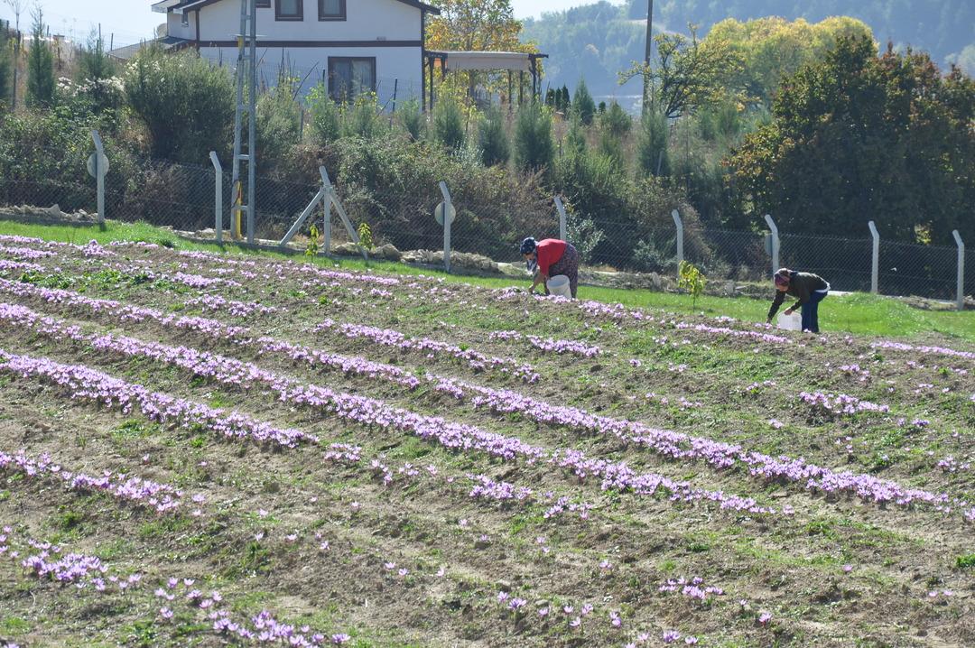 Safranbolu nun mirası: Safran... İlçeye dev yatırım! "Amacımız safranı uluslararası pazarda tanıtmak" 8
