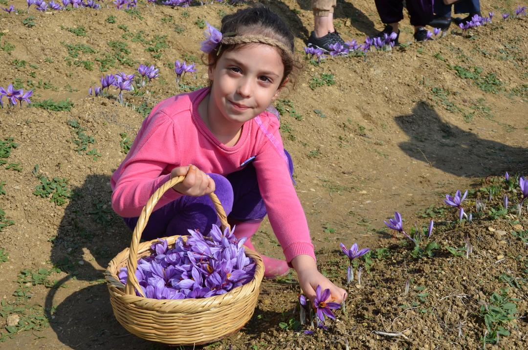 Safranbolu nun mirası: Safran... İlçeye dev yatırım! "Amacımız safranı uluslararası pazarda tanıtmak" 9