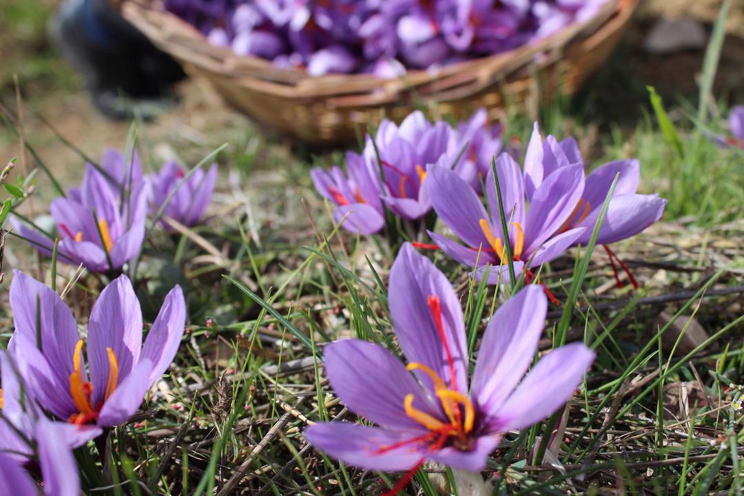 Safranbolu nun mirası: Safran... İlçeye dev yatırım! "Amacımız safranı uluslararası pazarda tanıtmak" 10