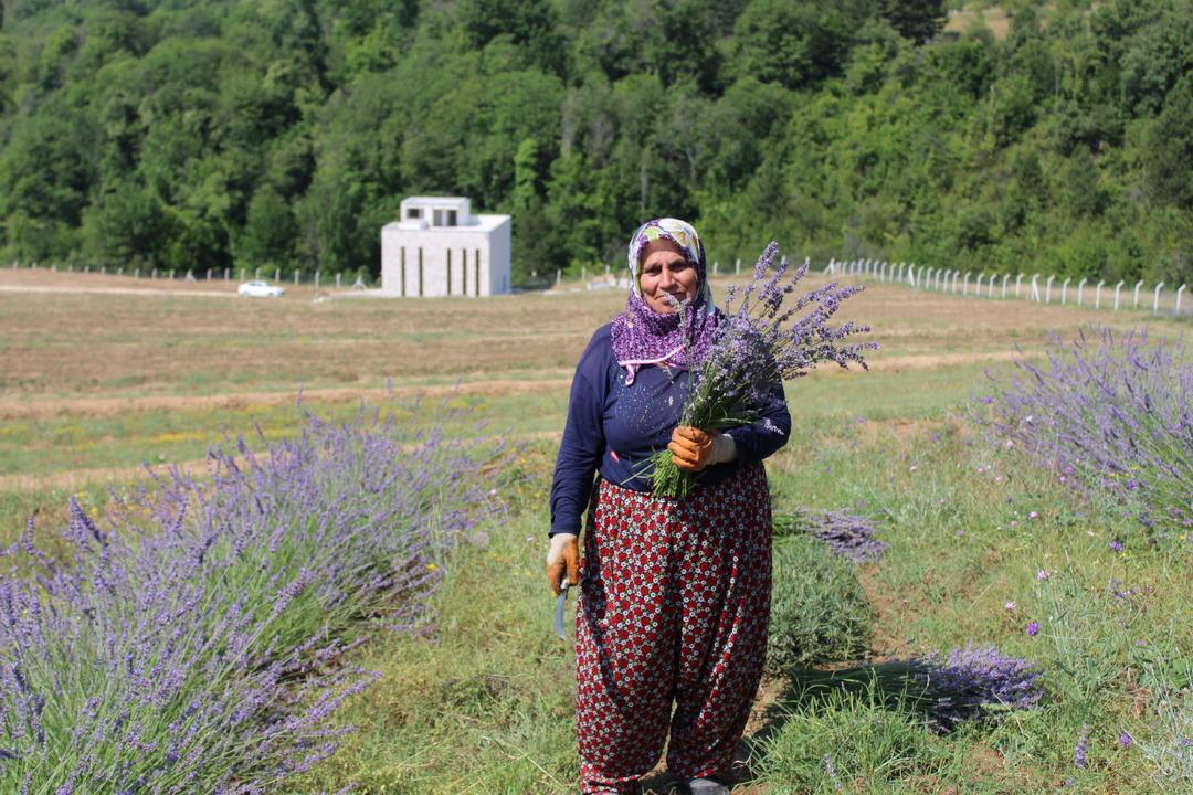 Safranbolu nun mirası: Safran... İlçeye dev yatırım! "Amacımız safranı uluslararası pazarda tanıtmak" 11