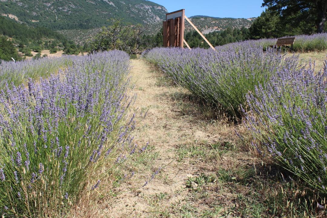 Safranbolu nun mirası: Safran... İlçeye dev yatırım! "Amacımız safranı uluslararası pazarda tanıtmak" 12