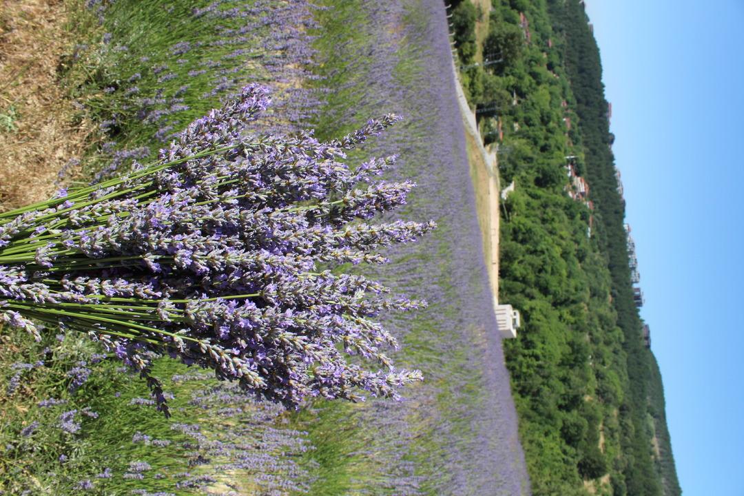 Safranbolu nun mirası: Safran... İlçeye dev yatırım! "Amacımız safranı uluslararası pazarda tanıtmak" 13