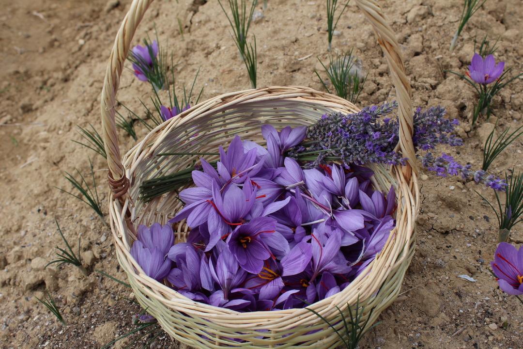 Safranbolu nun mirası: Safran... İlçeye dev yatırım! "Amacımız safranı uluslararası pazarda tanıtmak" 14