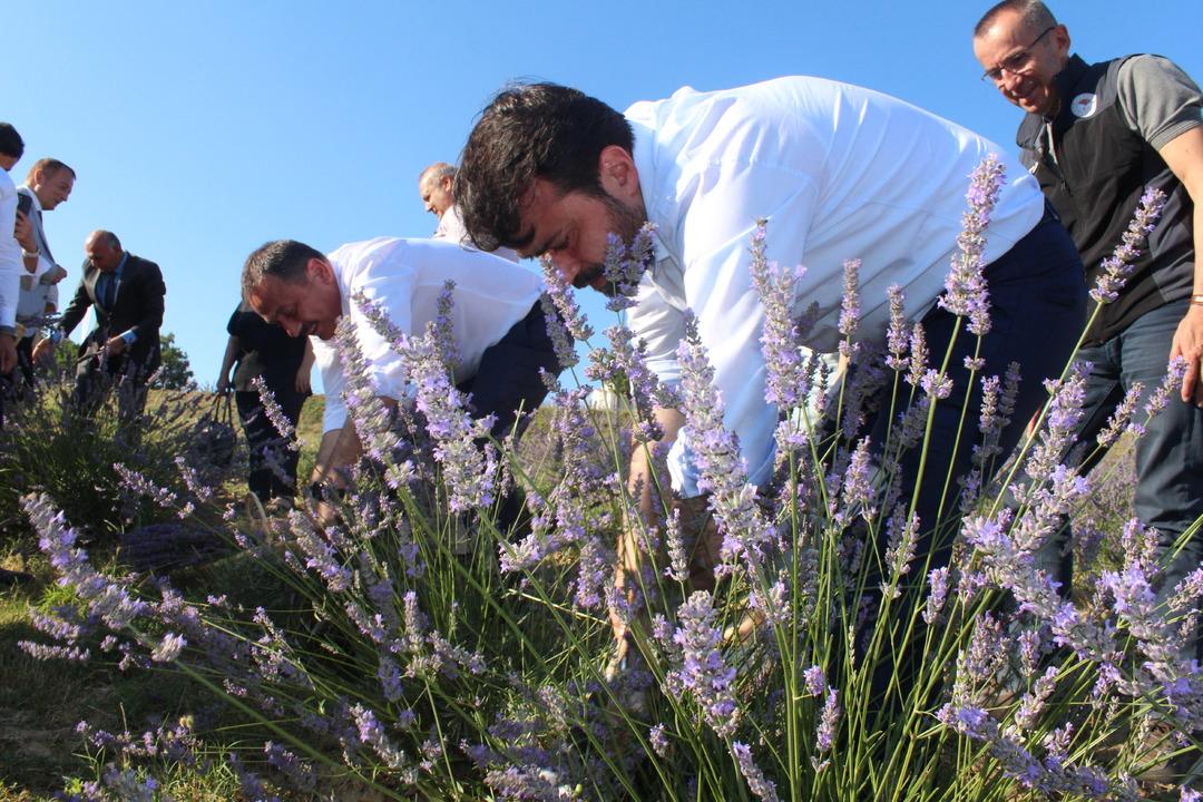 Safranbolu nun mirası: Safran... İlçeye dev yatırım! "Amacımız safranı uluslararası pazarda tanıtmak" 15
