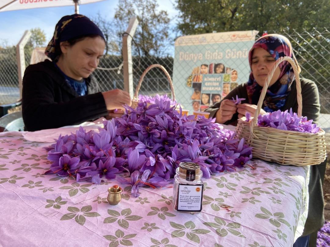 Safranbolu nun mirası: Safran... İlçeye dev yatırım! "Amacımız safranı uluslararası pazarda tanıtmak" 16
