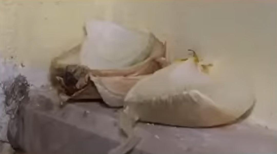 Üç harflileri kovmak için her yere soğan bırakıyor, yağ döküyor! Komşuları isyan etti! "Yardıma ihtiyacım var" 1