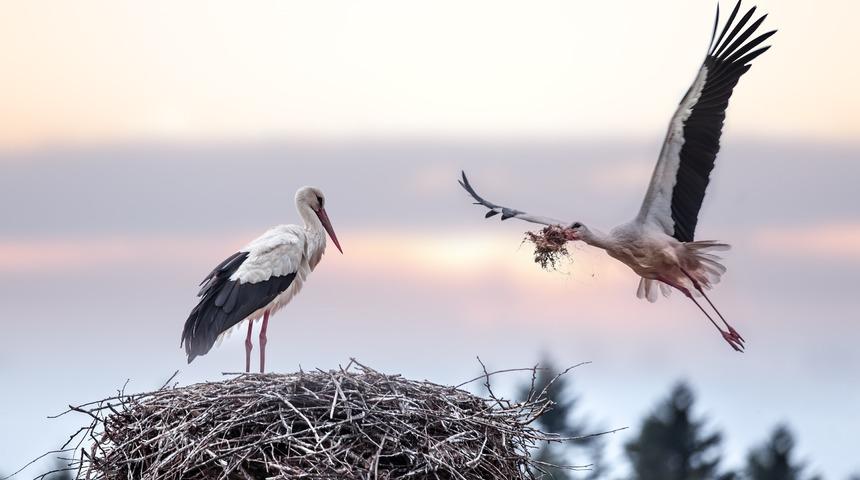 ‘Uluslararası Bursa Leylek Şenliği’ başlıyor