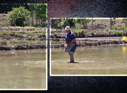 280 ton elde ettiler 'Ekimi meşakkat hasadı mücadele' Artık son haftaya girdiler, geçen sene kilosu 25 liraydı