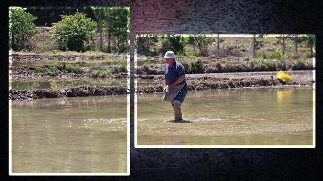 280 ton elde ettiler 'Ekimi meşakkat hasadı mücadele' Artık son haftaya girdiler, geçen sene kilosu 25 liraydı