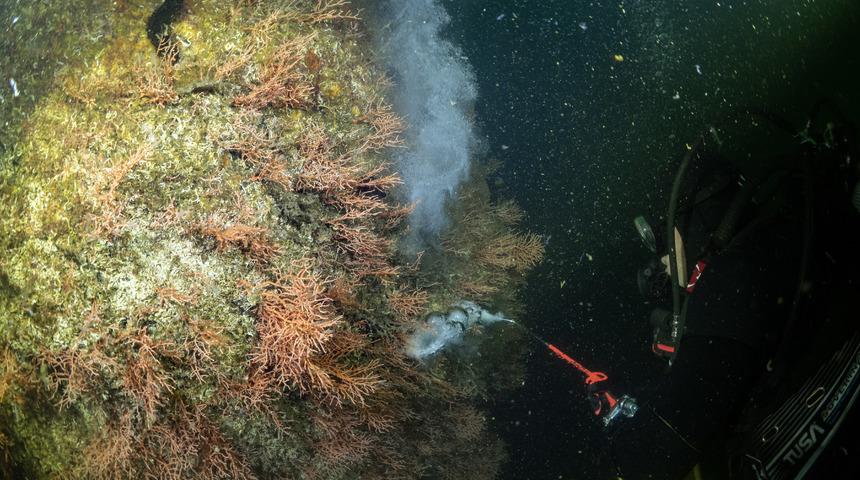Marmara Denizi'nde çalışma yapan dalgıçlar, mercanları müsilajdan temizledi