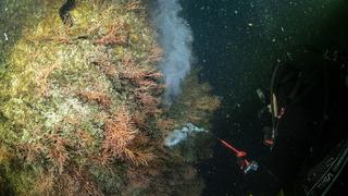 Marmara Denizi'nde çalışma yapan dalgıçlar, mercanları müsilajdan temizledi