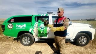 Şanlıurfa'da yaralı bulunan kızıl şahin tedavi altına alındı