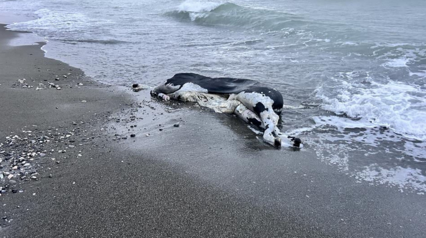 Türkiye'ye getiriliyordu! Gemiden denize düştü, halatla kıyıya çekildi! 