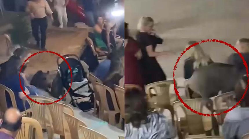 Sokak düğününde ilginç anlar: Kalabalığın arasına giren domuz konukları korkuttu!