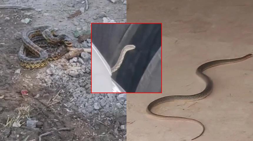 Bir ilçede yılan kabusu: Belediye ekipleri alarma geçti!