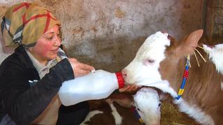 “Kadınsın yapamazsın” dediler, çiftlik kurdu: Önce onların rahatını sağlıyoruz, sonra kendi kahvaltımızı yapıyoruz