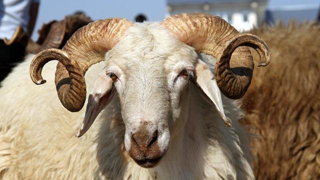 Kurban Bayramı ne zaman? Kurban Bayramı tatili kaç gün olacak? 2025 Kurban Bayramı ne zaman başlıyor, ne zaman bitiyor? 