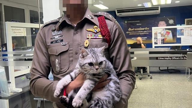 Kaybolan kedi kendisini kurtarmaya çalışan polise saldırdı! Gözaltına alınınca...