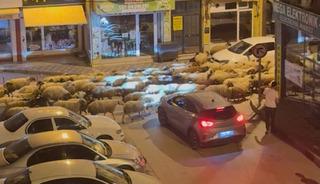 Tokat'ta yayla göçü! Sosyal medyada ilgi gördü