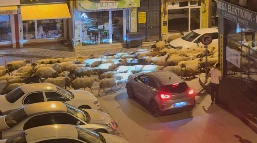Tokat'ta yayla göçü! Sosyal medyada ilgi gördü