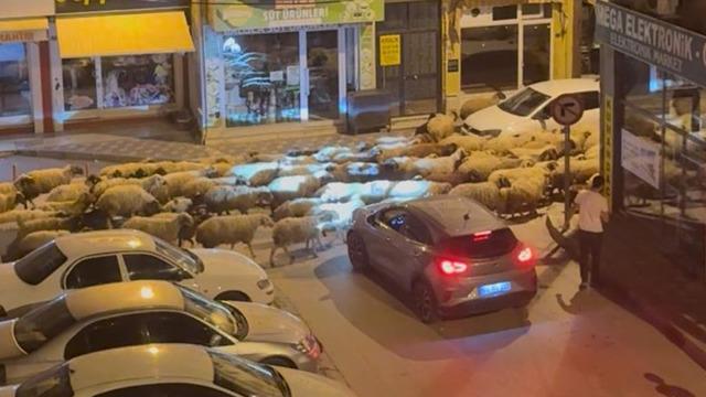 Tokat'ta yayla göçü! Sosyal medyada ilgi gördü