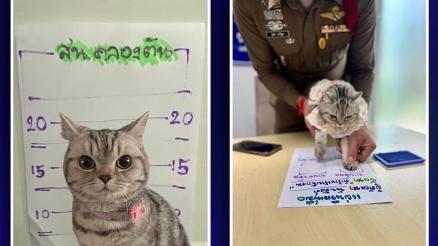 O şirin görüntünün altında bir hükümlü var! Polisleri ısırıp saldıran kedinin pati izi alındı, sabıka fotoğrafı çekildi...