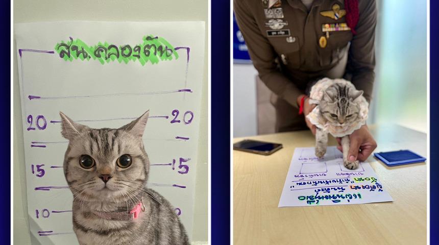 O şirin görüntünün altında bir hükümlü var! Polisleri ısırıp saldıran kedinin pati izi alındı, sabıka fotoğrafı çekildi...