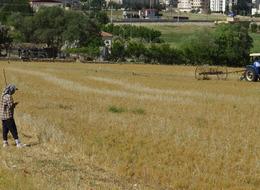 Batman'da mercimek hasadı! Rekolte düşük... 