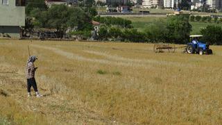 Batman'da mercimek hasadı! Rekolte düşük... 