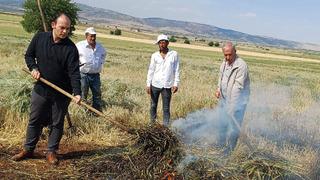 'Yılda sadece 8 - 10 gün gibi kısa bir zaman diliminde yapılabiliyor' Araban Ovası'nda firik sezonu başladı