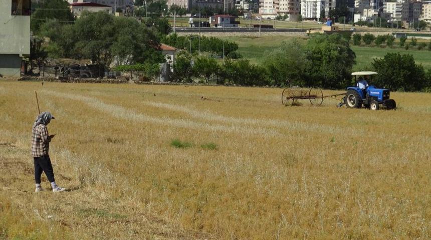 Batman'da mercimek hasadı başladı