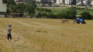 Batman'da mercimek hasadı başladı