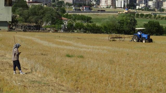 Batman'da mercimek hasadı başladı