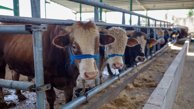 Kredi kartıyla, banka kredisiyle ve taksitle kurban alınır mı? Kredi kartıyla, krediyle ve taksitle kurban kesilir mi, kesmek caiz mi?