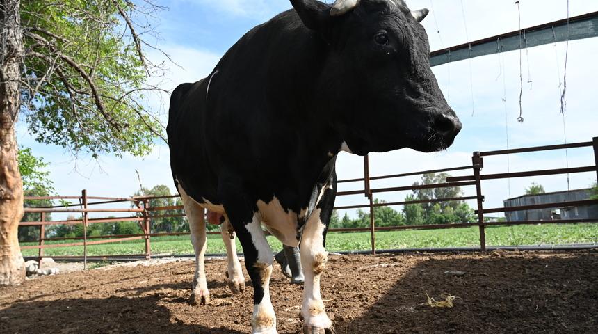 Tam 1,2 ton! Kurban bayramı öncesi alıcısını bekliyor: Fiyatı ise...