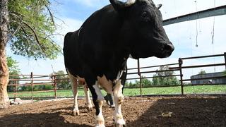 Tam 1,2 ton! Kurban bayramı öncesi alıcısını bekliyor: Fiyatı ise...