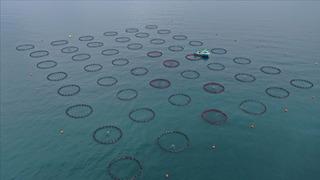 Doğu Karadeniz'in 4 aylık su ürünleri ihracatı 47,8 milyon doları aştı