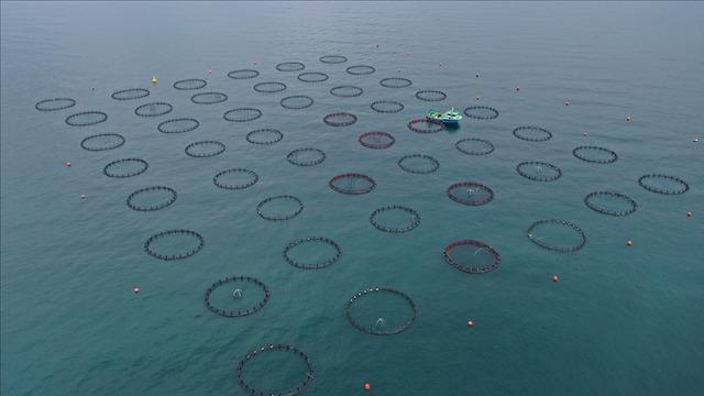 Doğu Karadeniz'in 4 aylık su ürünleri ihracatı 47,8 milyon doları aştı